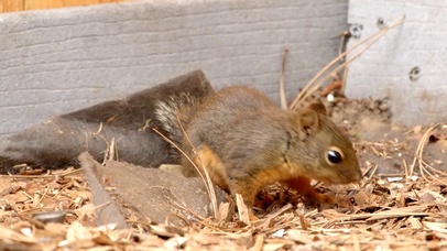 可爱小松鼠觅食