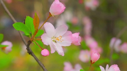 小清新海棠花