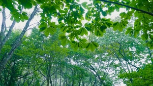 春雨绿叶