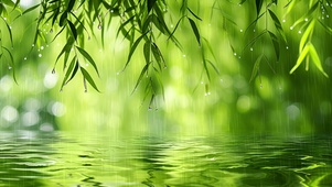 柳叶细雨