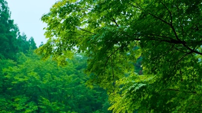 护眼绿叶细雨
