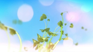 清新绿色藤蔓植物生长