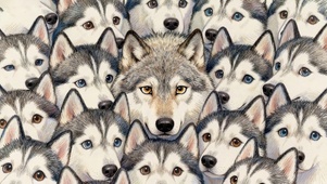 饿狼狼王侮辱哈士奇老窝一脸懵逼