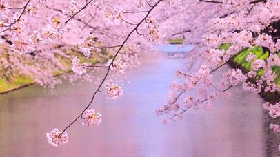 小清新河边樱花