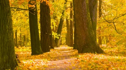 4K唯美树林落叶小路