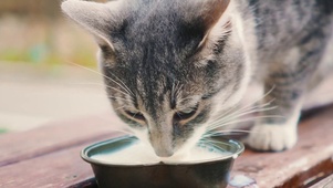 猫咪喝水