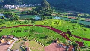 稻田网红风光旅游风景
