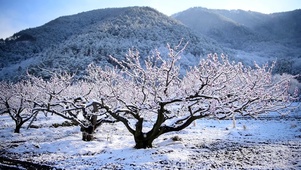 冬雪