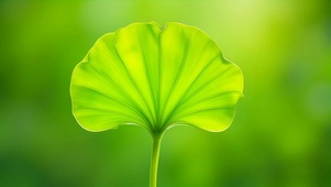 小清新治愈绿叶