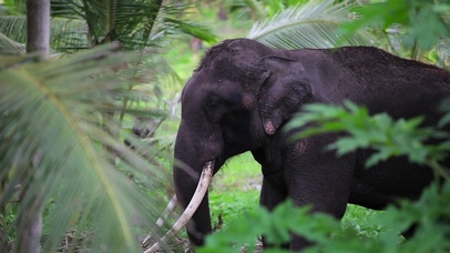 4K 高清 丛林中的大象