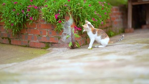 猫咪玩花