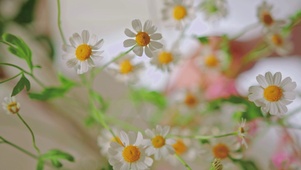 清新护眼小花