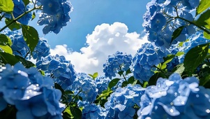蓝绣球花田仰拍