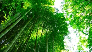 护眼翠竹