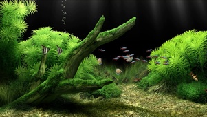 梦幻水族馆1护眼