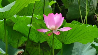 荷花一只