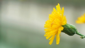 4K护眼花花