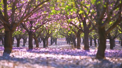 4K 高清 花园的盛开的桃树