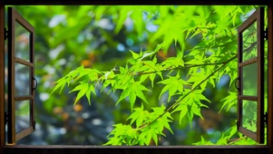 清新绿树叶