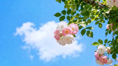 晴空花语