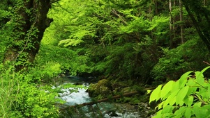 山涧绿林河流