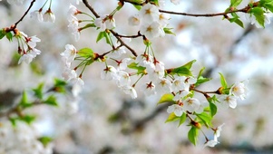 白色樱花