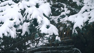 雪松