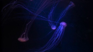 梦幻水母