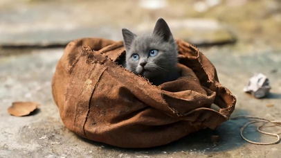 猫咪
