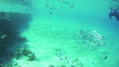 4K 高清 美丽五彩斑斓热带鱼