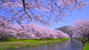 樱花河畔