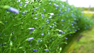 绿色植物