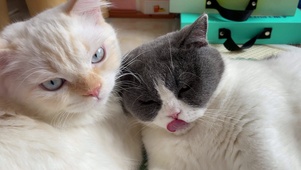 吃猫粮