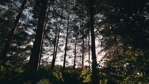 4K 高清 阳光下的松树林