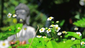 佛前小白花