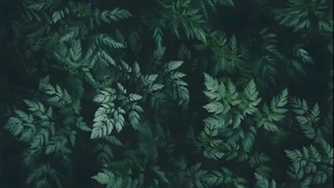 4K 风吹针叶阔叶林