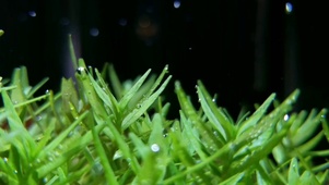 水底小草-护眼