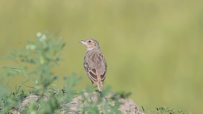 4K 高清 孟加拉丛林云雀狩猎