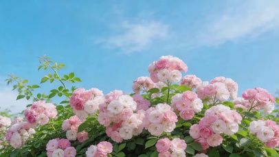 春天小清新樱花