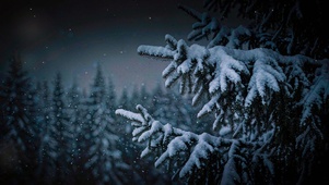 雪松｜雪落在松针上，世界就静了