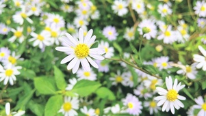 白色邹菊