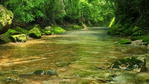 护眼树林山涧