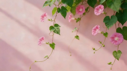 小清新牵牛花