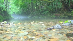 森林浴