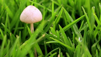 绿草丛白色小蘑菇