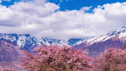 4K西藏旅游风景林芝索松村桃花
