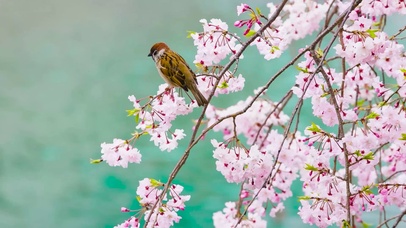 樱花小鸟