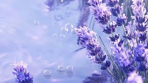 护眼花草树木带鱼屏