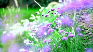 小清新野花4K