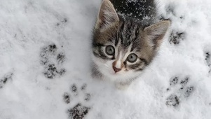 可爱雪地猫咪